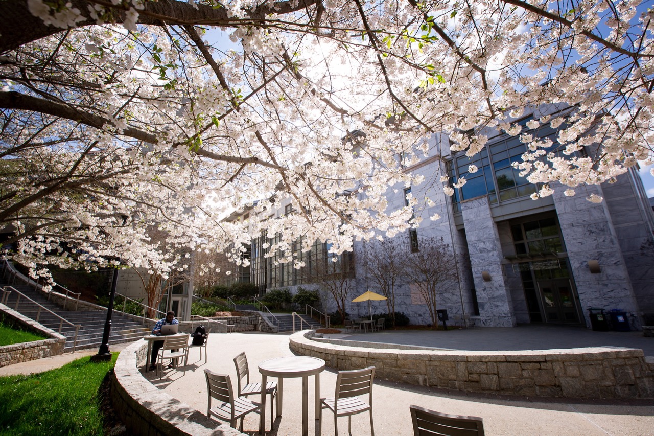 light pink flowering tree in front of marble building