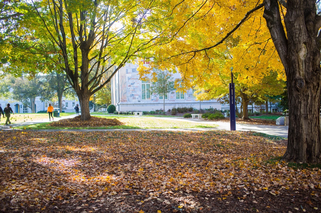 fall quad scene with tree with yellow leaves